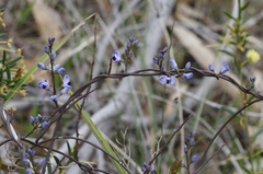 Comesperma volubile