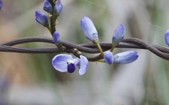 Comesperma volubile