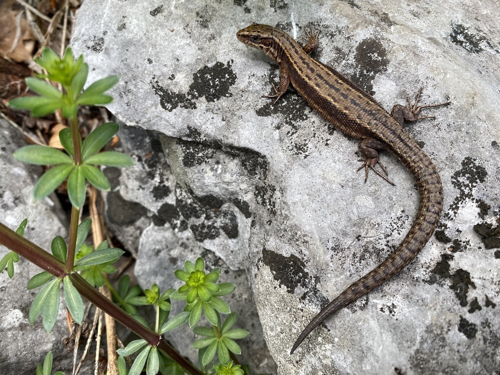 Carniolan lizard, photo 1 of 10
