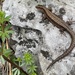 Carniolan Lizard - Photo (c) Karol Tabarelli de Fatis, some rights reserved (CC BY-NC), uploaded by Karol Tabarelli de Fatis