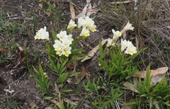 Freesia leichtlinii