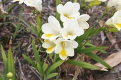 Freesia leichtlinii