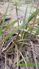 Dianella longifolia longifolia