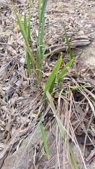 Dianella longifolia longifolia