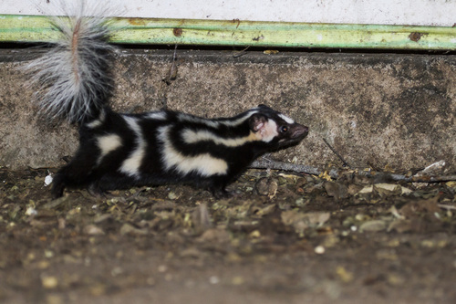 Desert Spotted Skunk (Spilogale leucoparia)