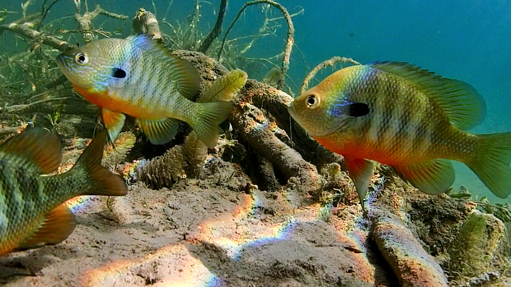 Photo of a Plains Longear Sunfish