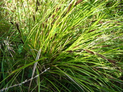 Carex forsteri