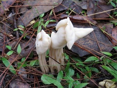 Helvella lactea