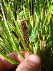 Carex forsteri