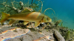 Gray Redhorse photo 2