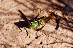 Schistocerca alutacea