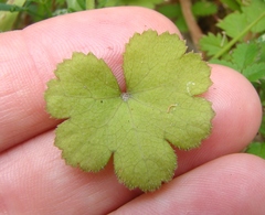 Hydrocotyle moschata moschata
