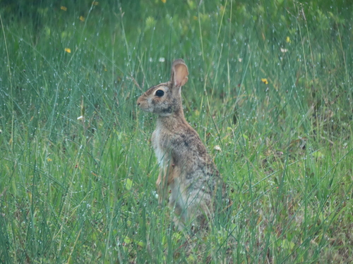 Eastern Cottontail photographed in Texas