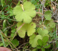 Hydrocotyle moschata moschata