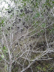 Microlobius foetidus