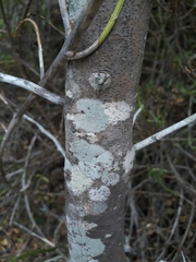 Microlobius foetidus