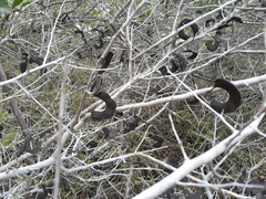 Microlobius foetidus