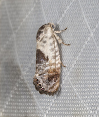 Eupselia carpocapsella