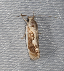 Lichenaula undulatella