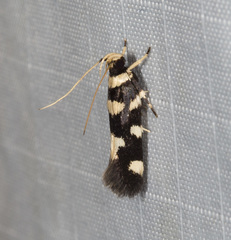 Macrobathra arrectella