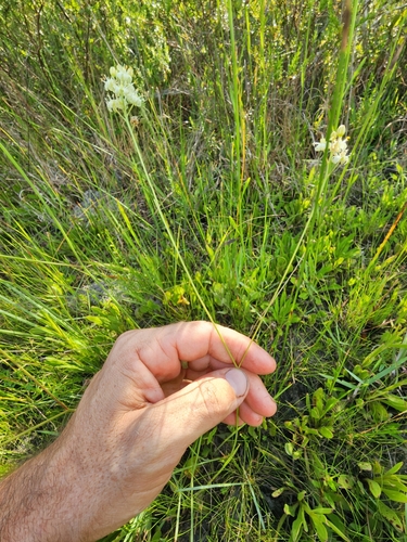 Image of White Sunnybell (Schoenolirion albiflorum) by (c) Scott Allen Davis, some rights reserved (CC BY)
