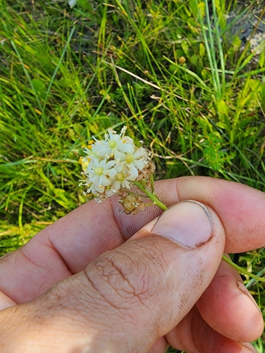 Image of Schoenolirion albiflorum by (c) Scott Allen Davis, some rights reserved (CC BY)