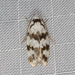 Barea leucocephala - Photo (c) Ian McMillan, algunos derechos reservados (CC BY-NC), subido por Ian McMillan