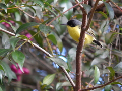 Todirostrum cinereum