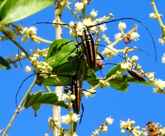 Sphaenothecus trilineatus