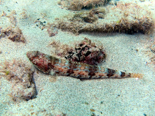 Sauro Lizardfish