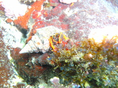 Calcinus californiensis