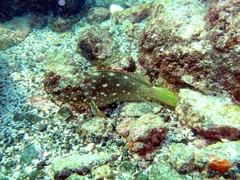 Epinephelus labriformis
