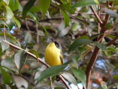 Todirostrum cinereum