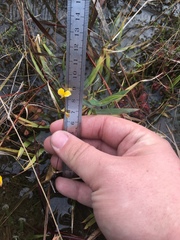 Utricularia juncea