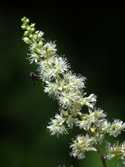 Astilbe longicarpa