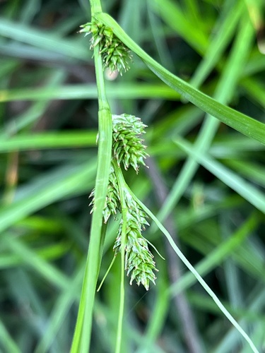 Carex gibba iNat (1)