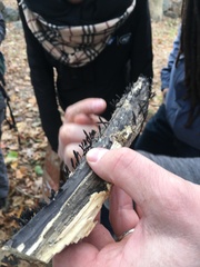 Xylaria longiana