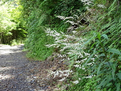 Astilbe longicarpa