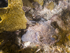 Batrachomoeus dubius