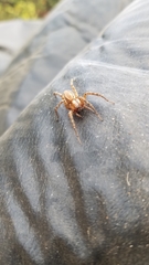 Araneae
