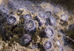 Astrangia woodsi