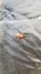 Araneae