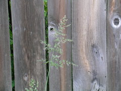 Poa trivialis