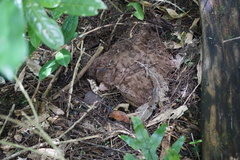 Calvatia lilacina