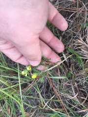 Hypericum suffruticosum