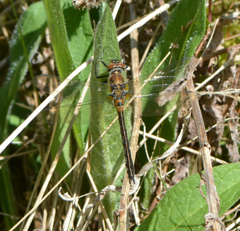 American Emerald