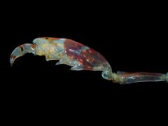 Caprella suprapiscis