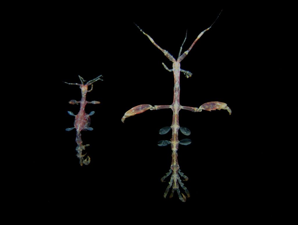 Caprella suprapiscis