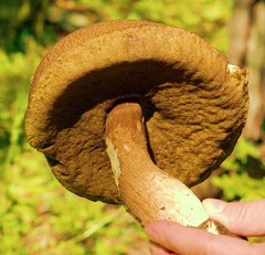 Boletus fibrillosus