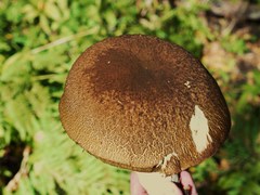 Boletus fibrillosus